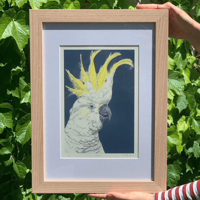 'Cyril' Cockatoo - A4 Framed Limited Edition Print