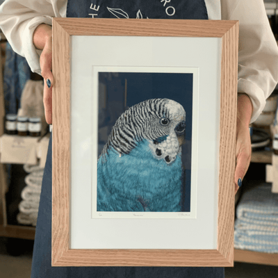 'Fernando' Blue Budgie - A4 Framed Limited Edition Print