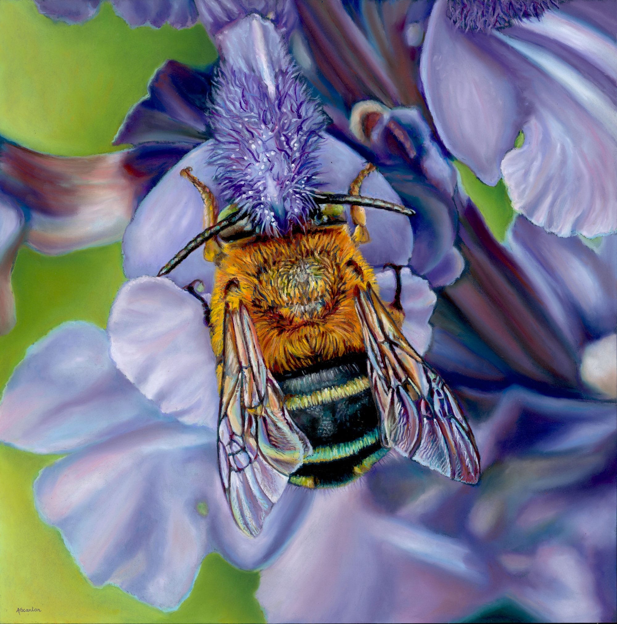 Azura (Amegilla cingulata)