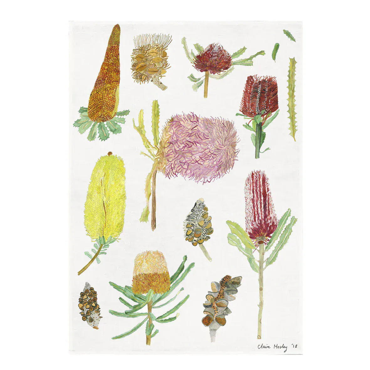 Tea Towel | Banksia