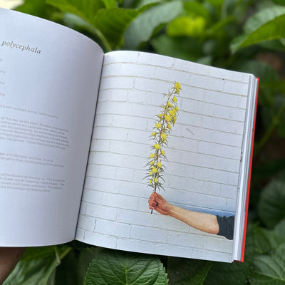 Bush Flowers: Australian Flowers and Foliafe for Decoration