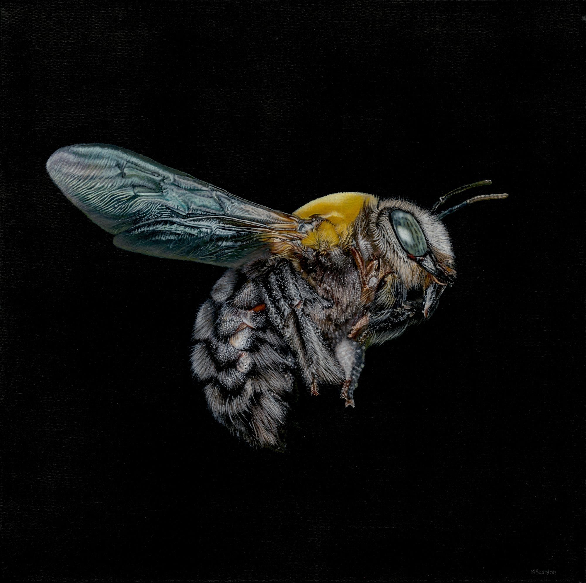 Lady Xyla (Xylocopa Sp)