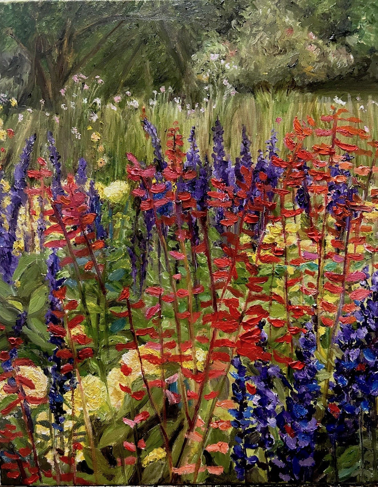 Salvia
