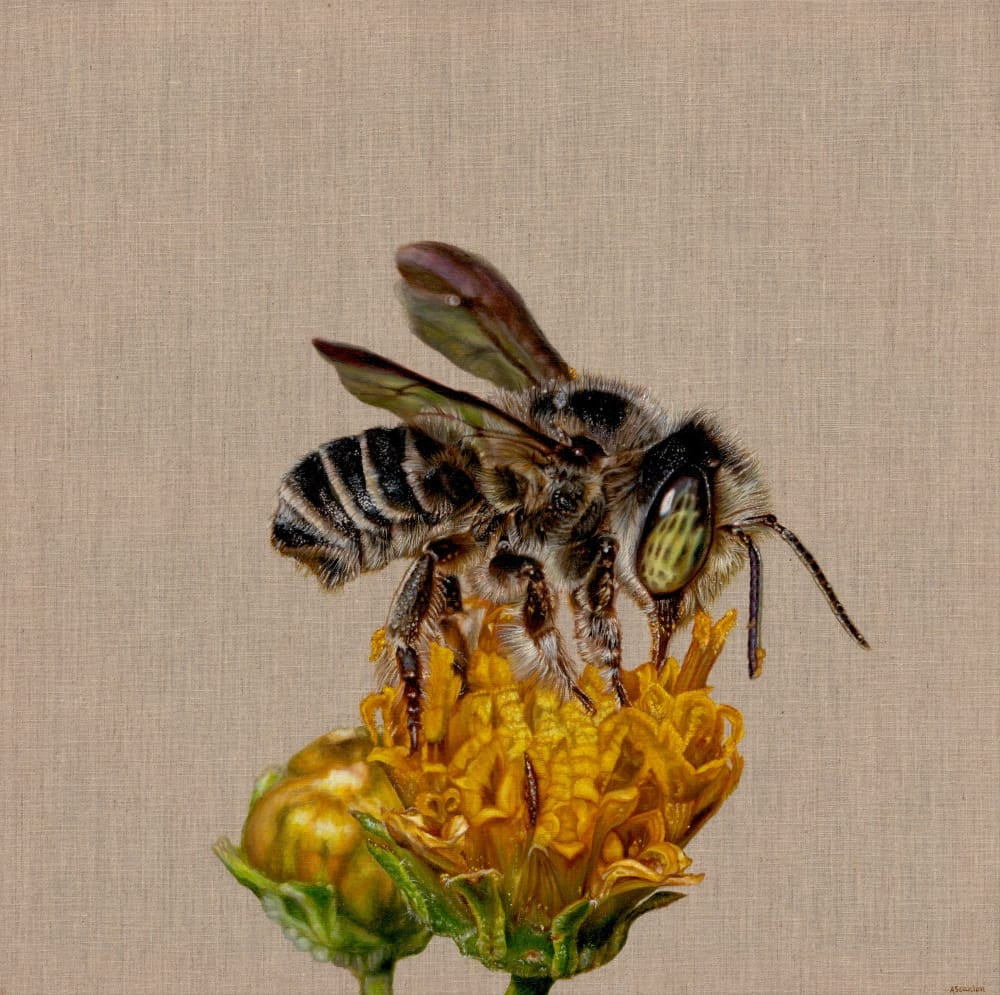Rowan (Megachile sp)