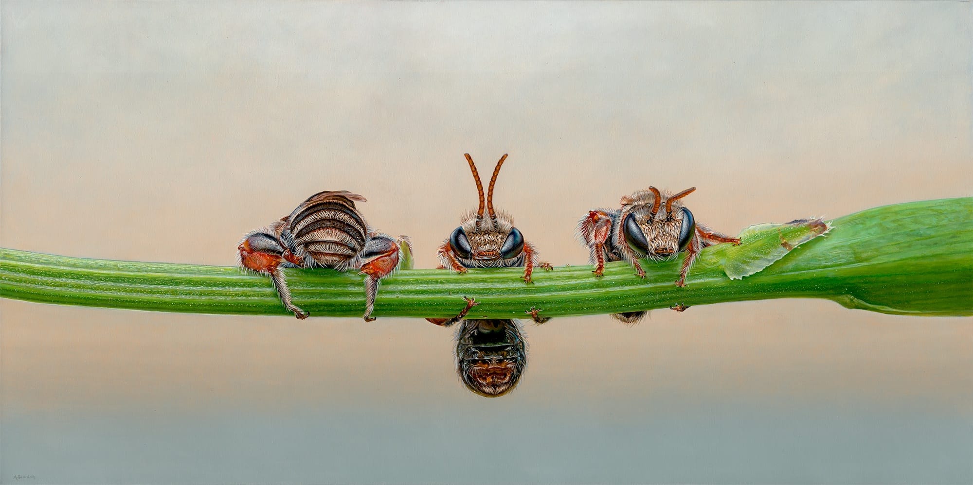 The Young Ones (Lipotriches phanerura)