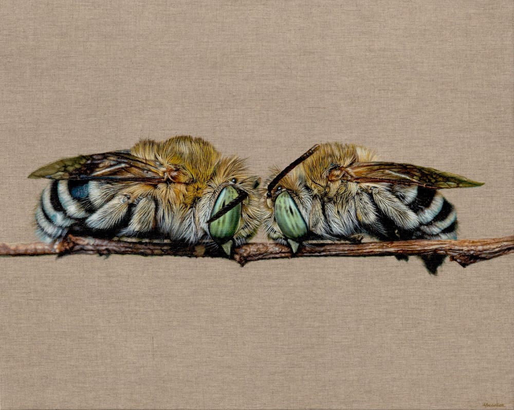 Two Sleepy People (Amegilla assserta)