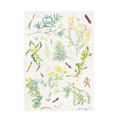 Tea Towel | Wattle
