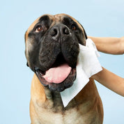 DOG Wipes