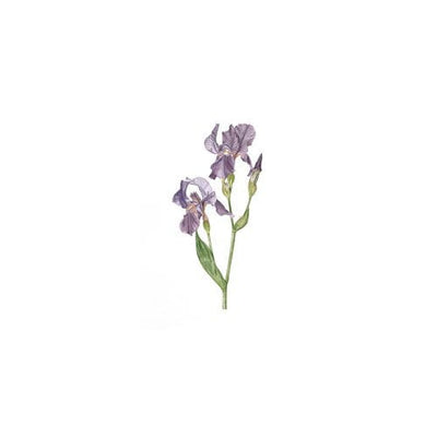 Timber Framed Print - Purple Iris